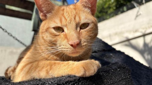 Gato Leo desapareceu no bairro Neva