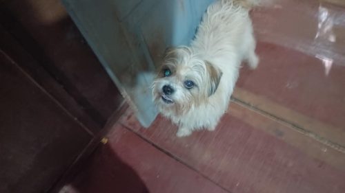 Cachorro é encontrado na rodovia BR 277