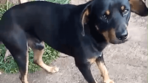 Cachorro desapareceu no bairro Parque São Paulo