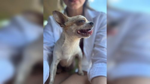 Chihuahua marrom e branco aparece em restaurante e procura por donos