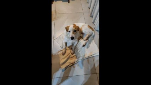Cachorro Kaibi desapareceu no bairro Parque São Paulo