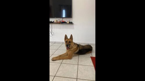 Cachorra é encontrada no bairro Santa Cruz