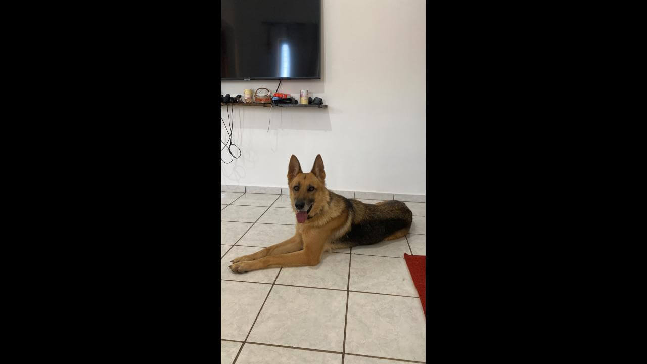 Cachorra é encontrada no bairro Santa Cruz
