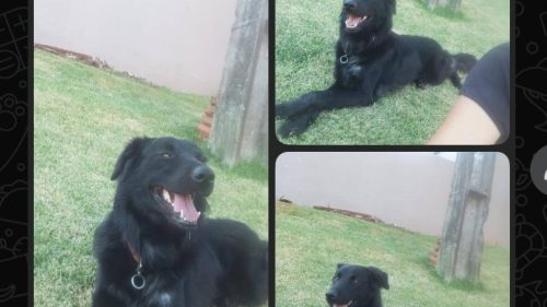 Cachorro é encontrado no bairro Santa Felicidade