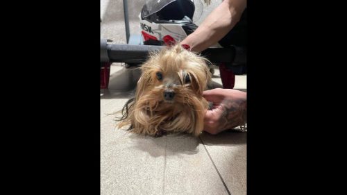 Cachorra é encontrada no bairro Recanto Tropical