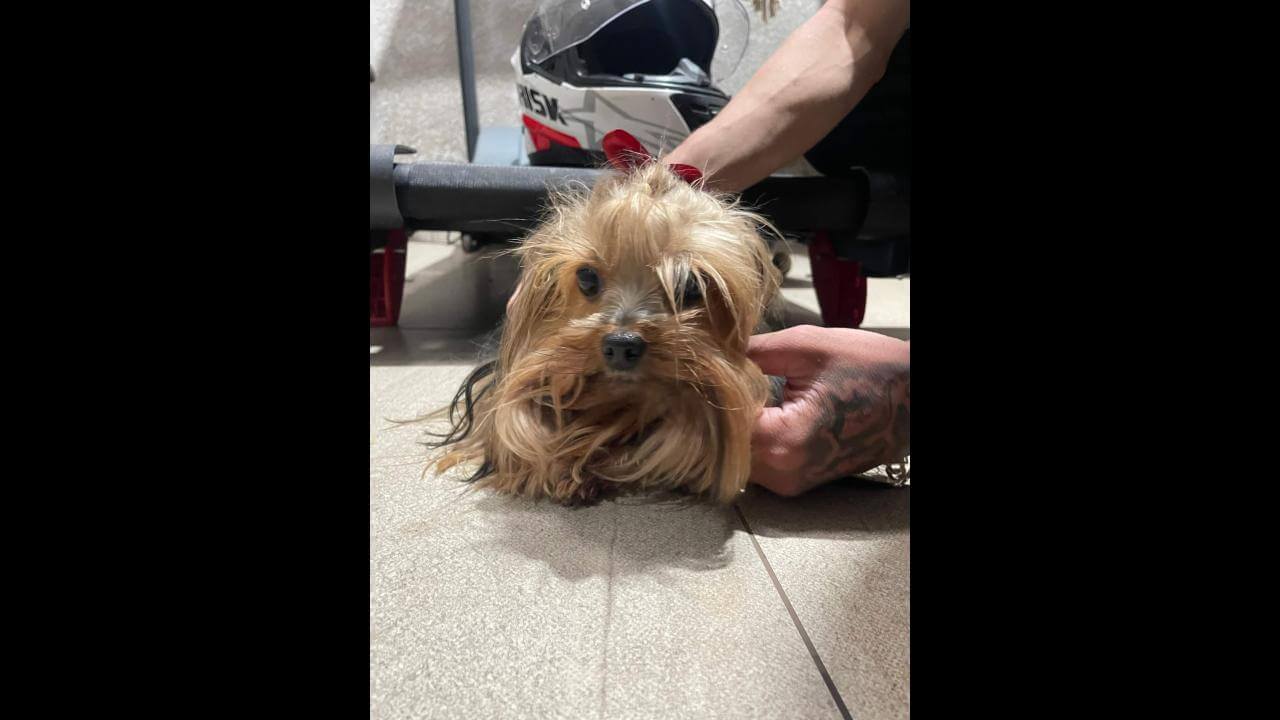 Cachorra é encontrada no bairro Recanto Tropical
