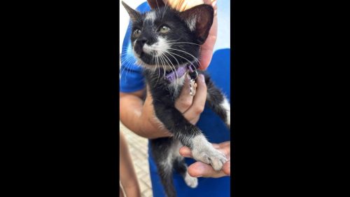 Gato é encontrado no bairro Florais do Paraná