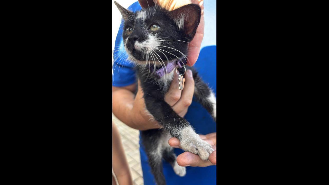 Gato é encontrado no bairro Florais do Paraná