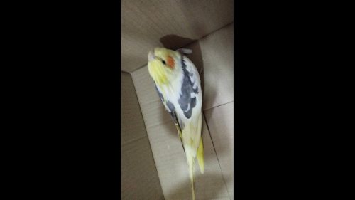 Calopsita é encontrado no bairro Cataratas