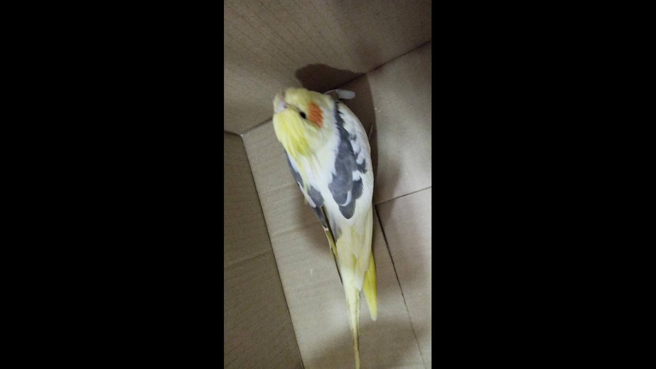 Calopsita é encontrado no bairro Cataratas