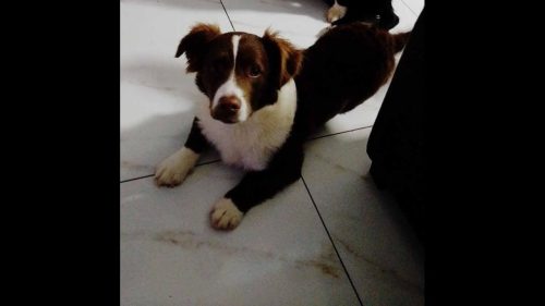 Cachorro Nescau desapareceu no bairro Cancelli