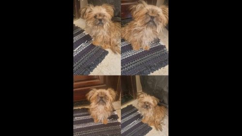 Cachorra é encontrada no bairro Parque Verde