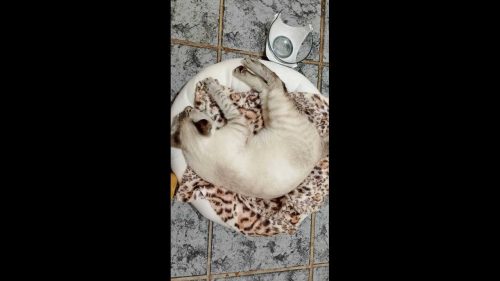 Gato é encontrado no bairro Cancelli