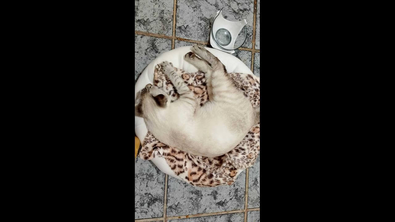 Gato é encontrado no bairro Cancelli