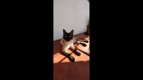 Gato Chico desapareceu no bairro Parque São Paulo