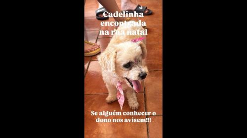 Cachorra é encontrada no bairro Centro