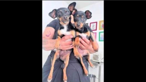 Cachorras Luna e Lana desapareceram no bairro Maria Luiza
