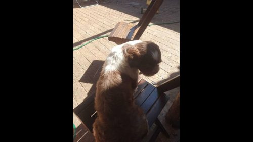 Cachorra em tratamento médico desapareceu no bairro Coqueiral