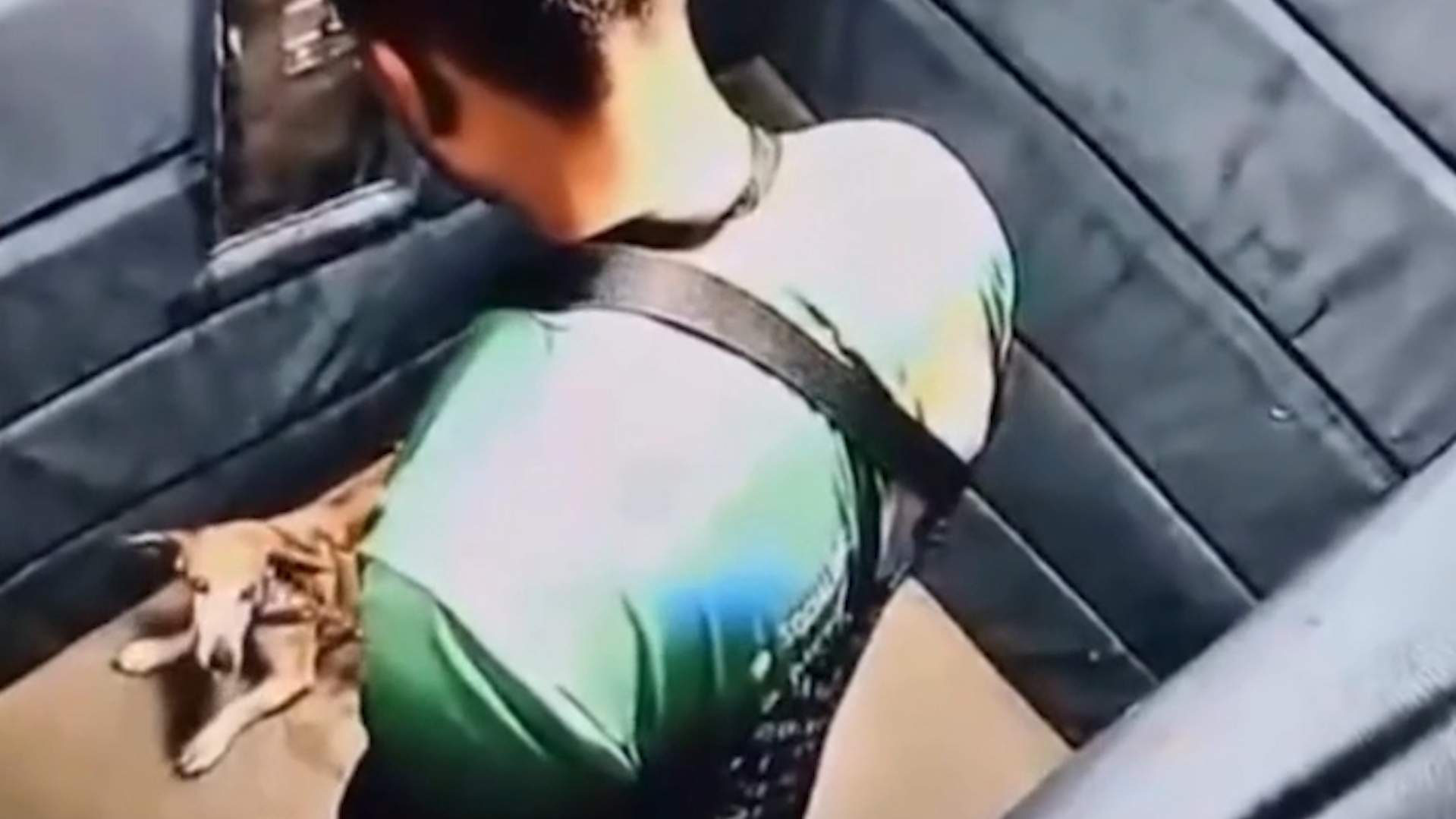 Cadela de 14 anos é agredida por passeador em elevador