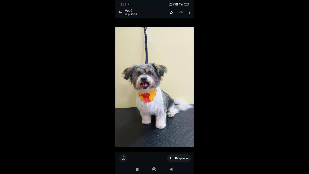 Cachorra Mel desapareceu no bairro Cascavel Velho