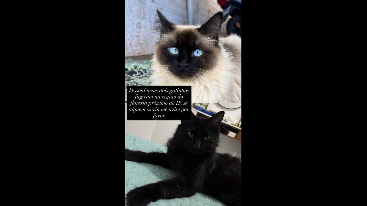 Gato Macho preto: Michel e femea siamesa: Mirana desapareceu no bairro Floresta