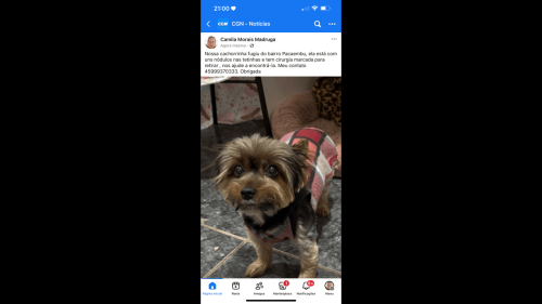 Cachorra lully desapareceu no bairro Pacaembu