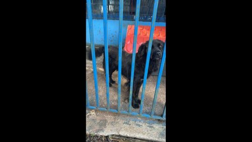 Cachorra Neguinha desapareceu no bairro Cataratas