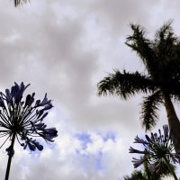 Imagem referente a Domingo amanhece molhado e ventoso em Cascavel