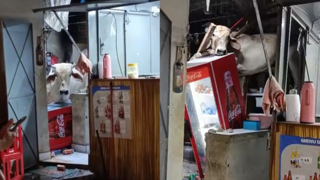 Vaca cai sobre o telhado de restaurante no Ceará, causa destruição e deixa funcionária ferida