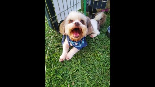 Cachorro é encontrado no bairro Centro