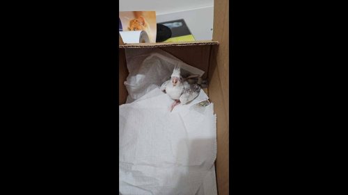 Calopsita Caca desapareceu no bairro Neva