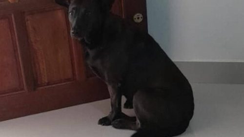 Cachorra Pretinha desapareceu no bairro Brasília