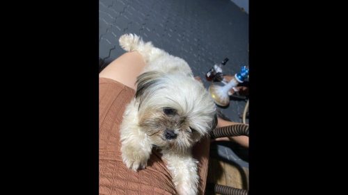 Cachorra Luna desapareceu no bairro Santo Onofre