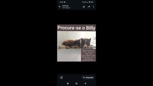 Cachorro Billy desapareceu no bairro Lago Azul