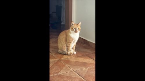 Gato Diego desapareceu no bairro Maria Luiza