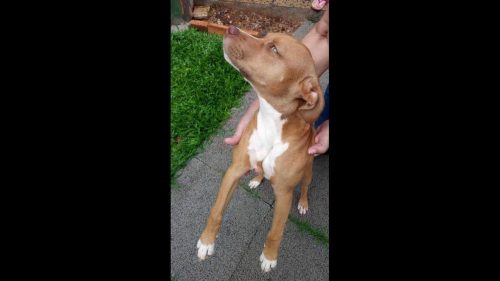 Cachorra é encontrada no bairro Cancelli
