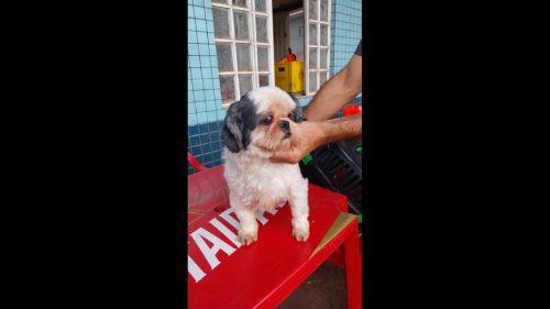 Cachorra é encontrada no bairro Cascavel Velho