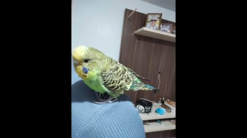 Periquito Nick desapareceu no bairro Centro