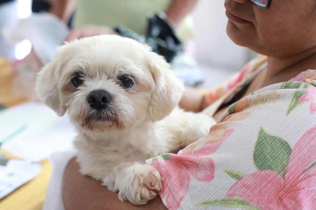 Prefeitura oferece microchipagem gratuita de cães e gatos no Santa Felicidade