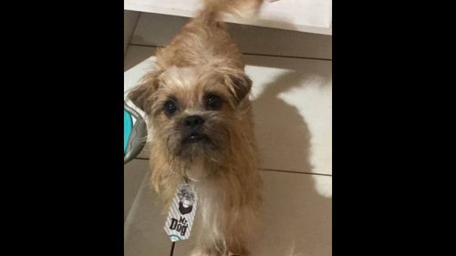 Cachorro Bob desapareceu no bairro Floresta