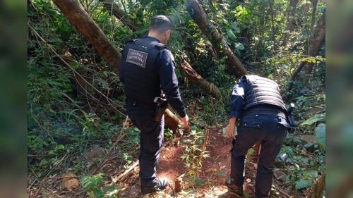 GM encontra pés de maconha em meio a matagal às margens da PR-497