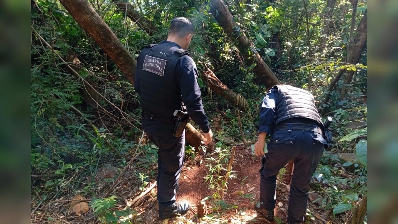 GM encontra pés de maconha em meio a matagal às margens da PR-497 GM encontra pés de maconha em meio a matagal às margens da PR-497