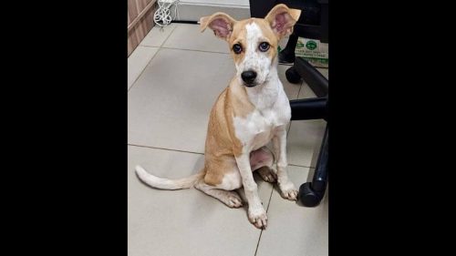 Cachorra é encontrada no bairro Country