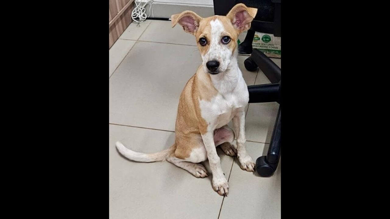 Cachorra é encontrada no bairro Country
