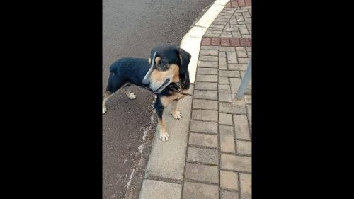 Cachorro é encontrado no bairro Pacaembu