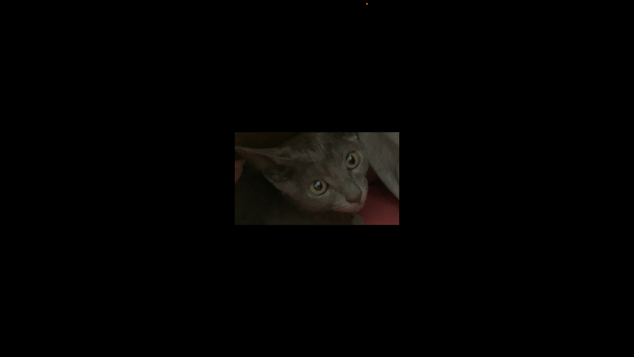 Gato Nando Moreno desapareceu no bairro Interlagos Gato Nando Moreno desapareceu no bairro Interlagos