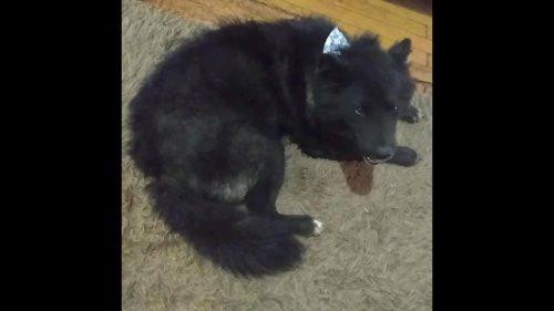 Cachorra Charlotte desapareceu no bairro Brasmadeira