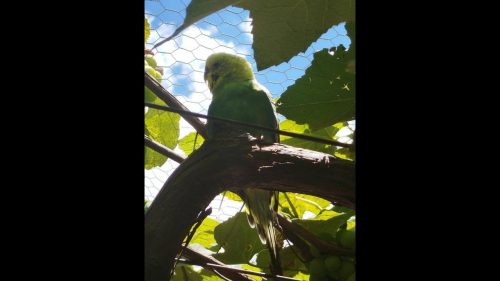 Periquito é encontrado no bairro Centro