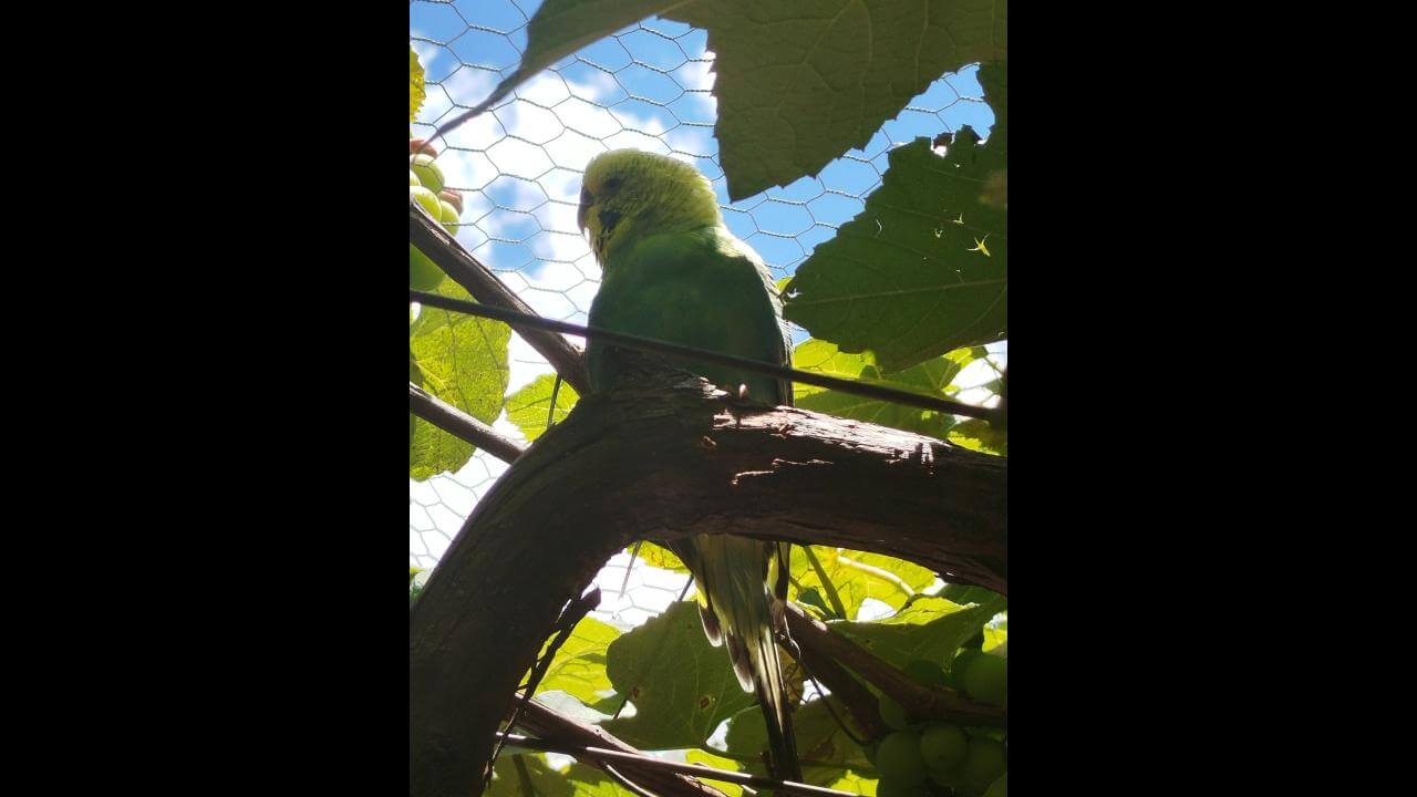 Periquito é encontrado no bairro Centro Periquito é encontrado no bairro Centro