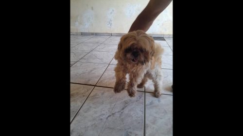 Cachorro é encontrado no bairro Neva